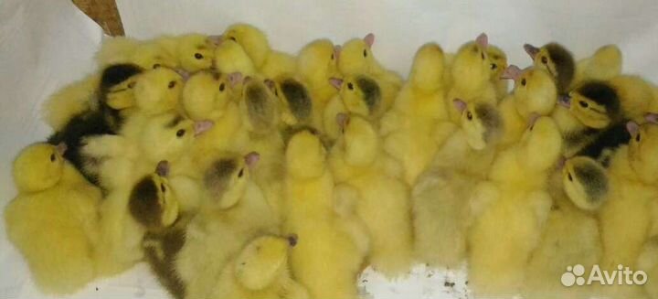 Индоутята недельные