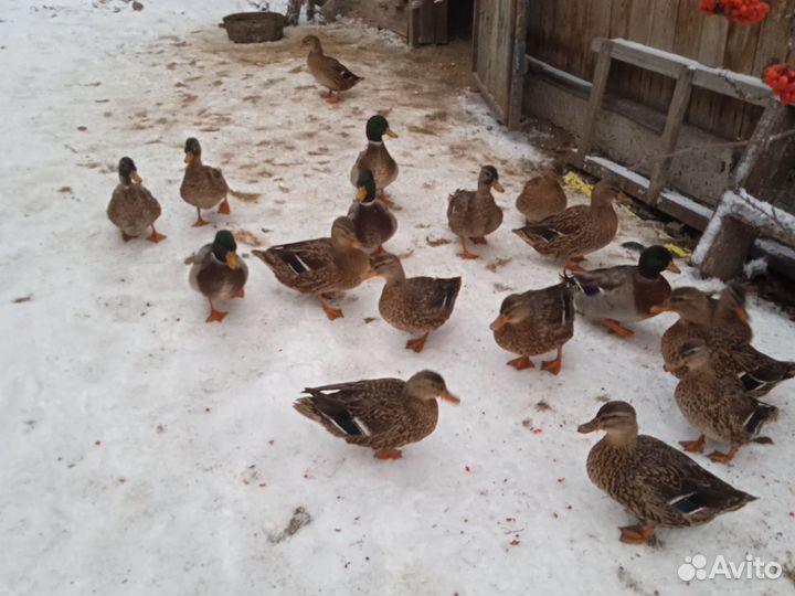 Утки подсадные для охоты