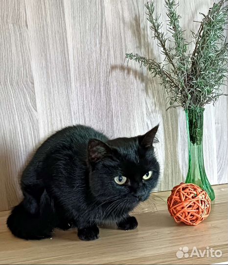 Кошечка Вишня