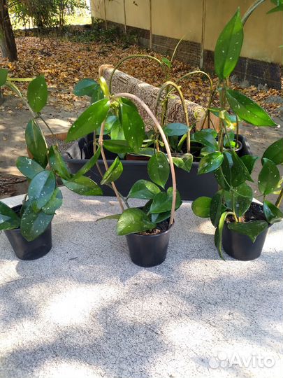 Цветы комнатные