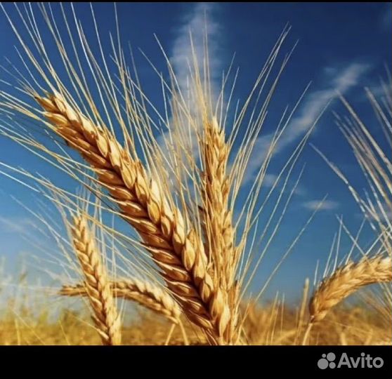 Пшеница