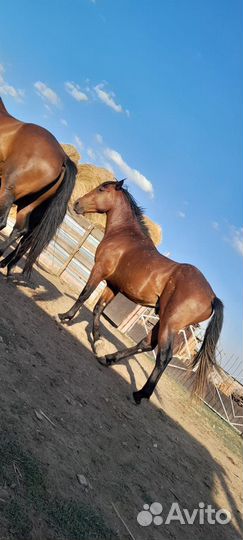 Отец русский тяж мать ресистая