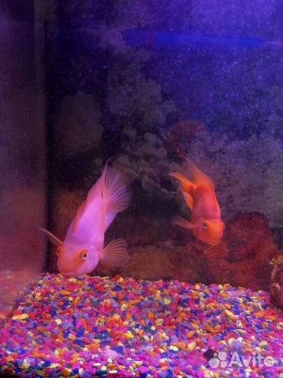 Аквариум с тумбой без рыб