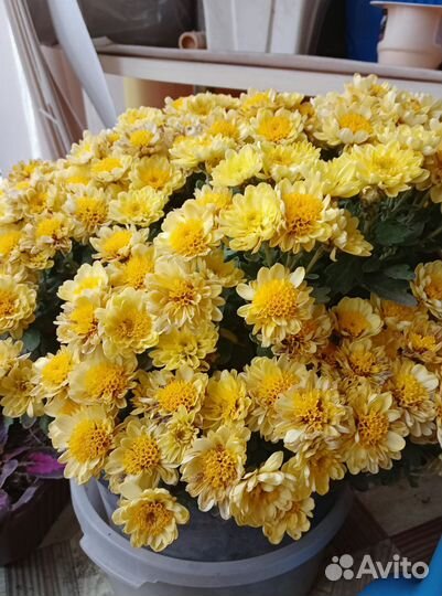 Хризантема мультифлора