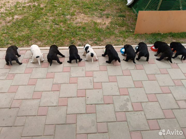 Собаки щенки