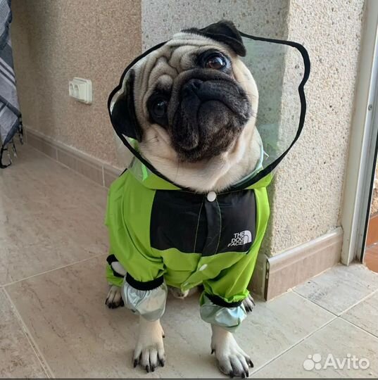 Собд36. Дождевик для собак (спинка 31см)