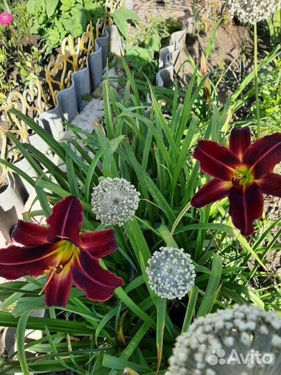 Многолетники для сада цветы