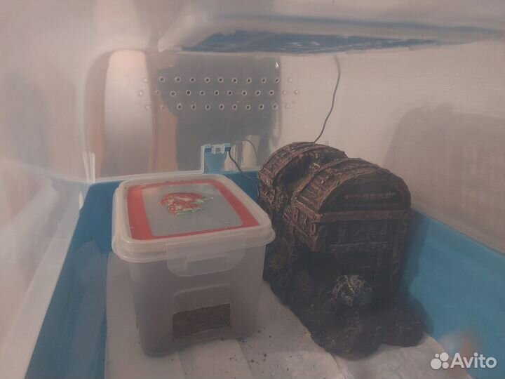 Эублефар с террариумом