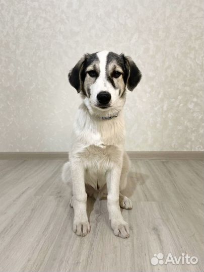 Щенок мальчик