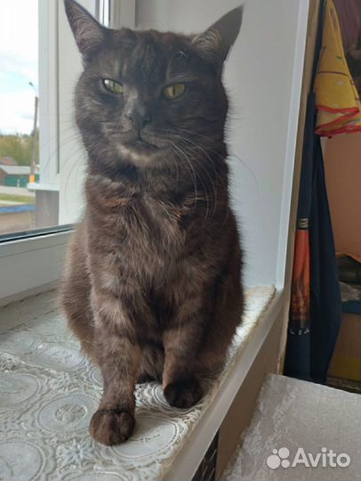 Кошки в добрые руки