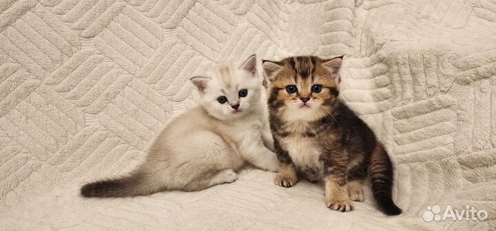 Шотландская прямоухая