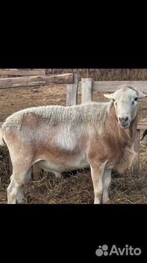 Катумские Овцы, бараны, ягнята