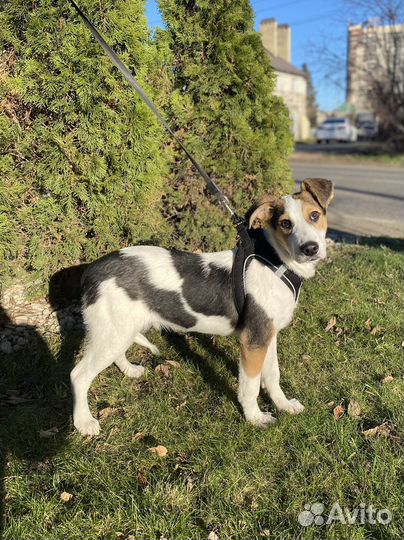 Щенок мальчик 4 мес