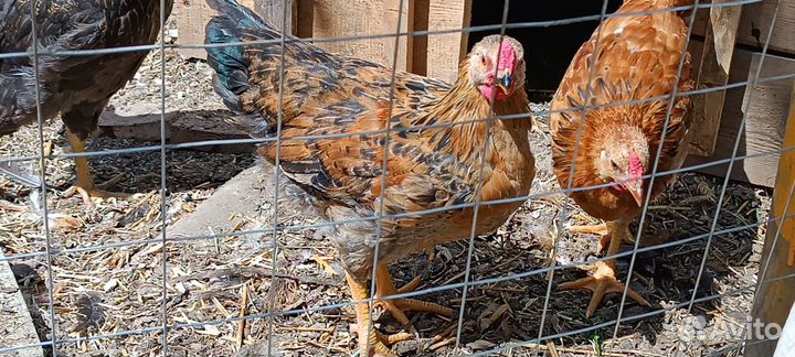 Молодые петухи