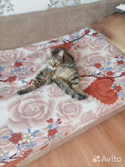 Кошки в добрые руки