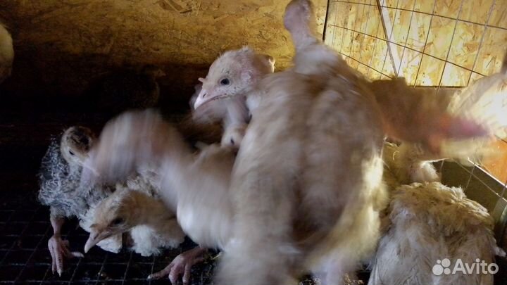 Цыплята бройлеры. Индюшата. Гусята