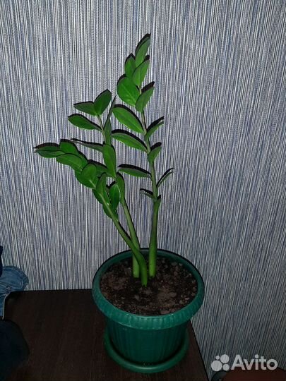 Замиокулькас