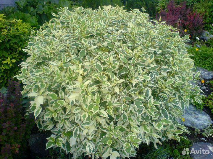 Многолетние кустарники