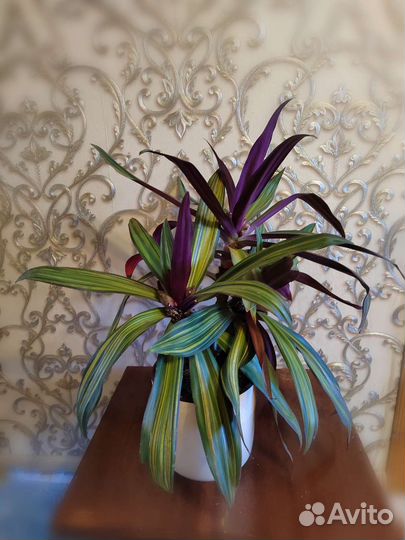 Рэо пестрое - ладья Моисея