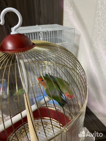 Попугайи неразлучники с клеткой