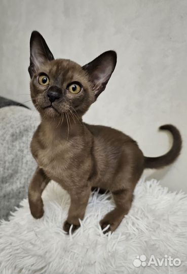 Котята европейской бурмы