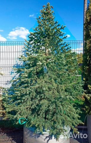 Ель голубая колючая H 200-250 см