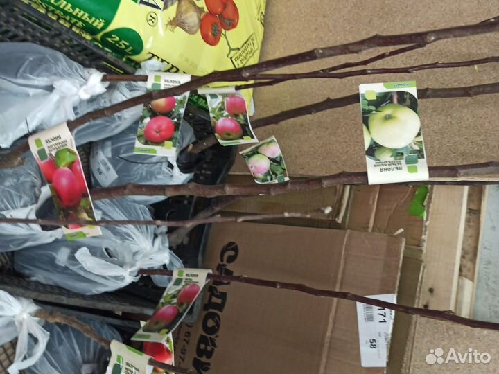 Саженцы яблони и груши