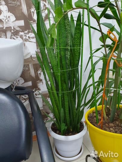 Замиокулькас