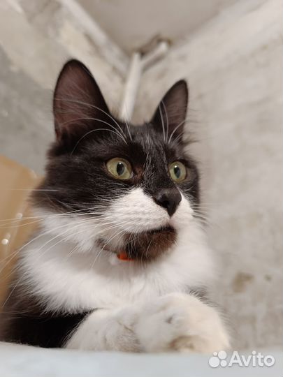 Кошка в дар бесплатно