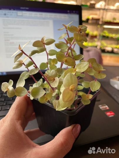 Каллизия ползучая