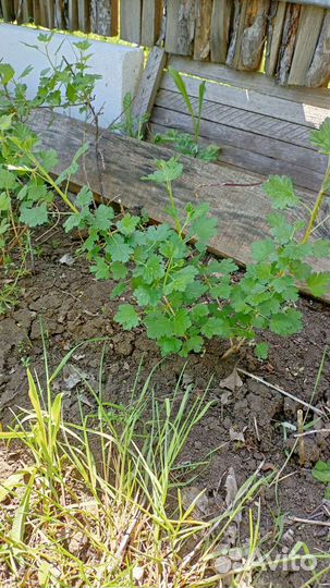 Смородина крыжовник