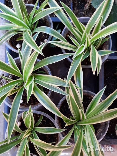 Укорененные детки Хлорофитум хохлатый