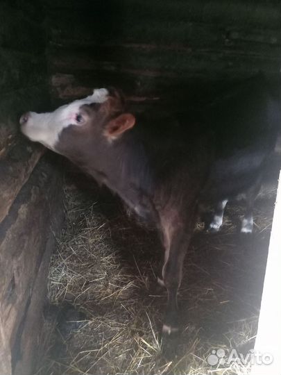 Тёлка 6 месяцев