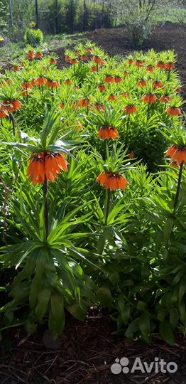 Луковицы рябчика императорского