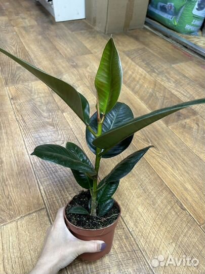 Фикус эластика