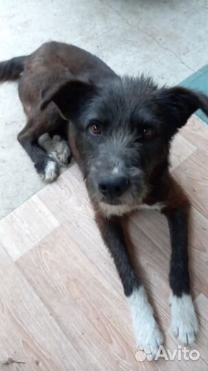 Отдам пса в добрые руки