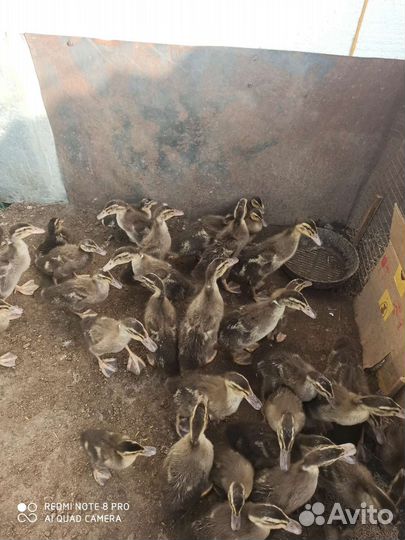 Утята индийский бегунок