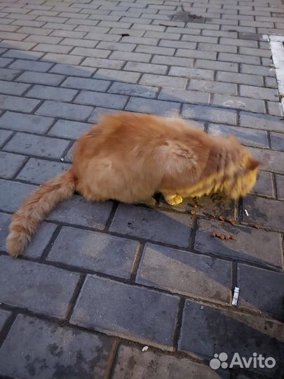 Кот в добрые руки