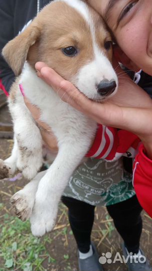 Борзые щенки