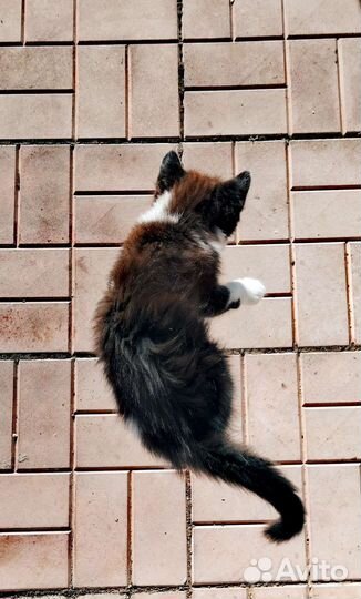 Котята в добрые руки бесплатно