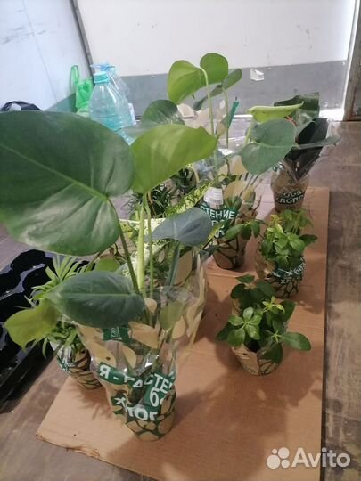 Комнатные цветы