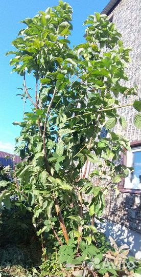 Яблоня колоновидная