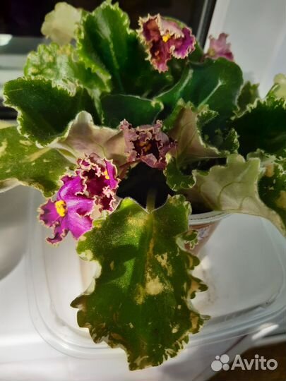 Сортовые фиалки цветущие