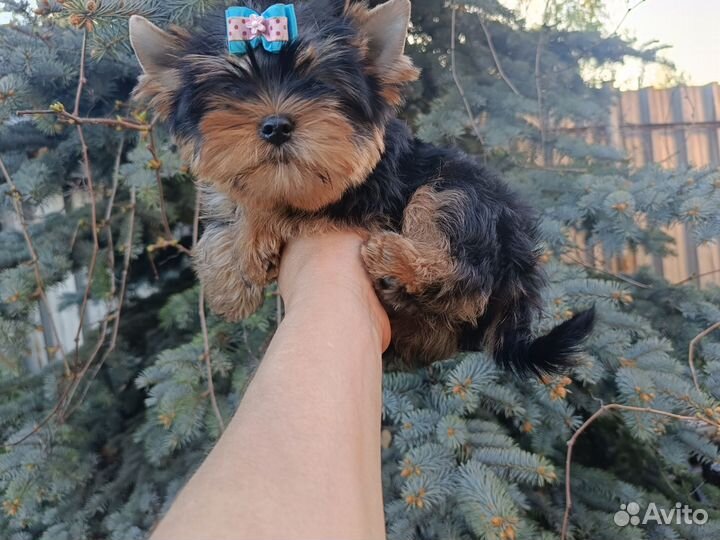 Мальчик с документы РКФ