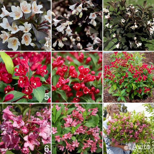 Вейгелы в Р9