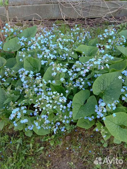 Растения для открытого грунта