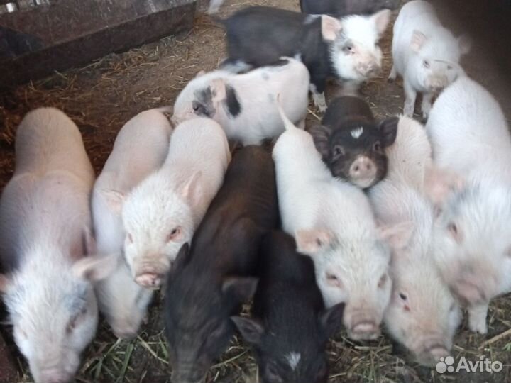 Вьетнамские поросята