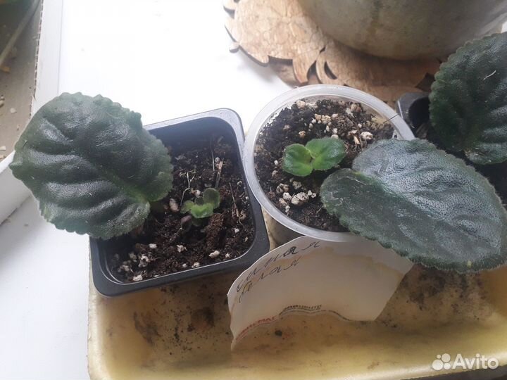 Цветущая фиалка