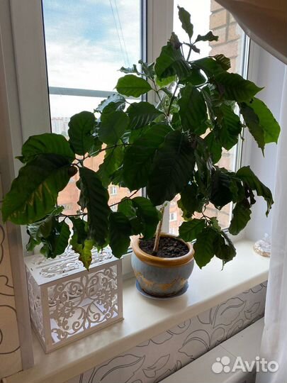 Кофейное дерево