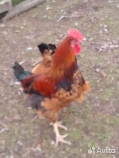 Петухи